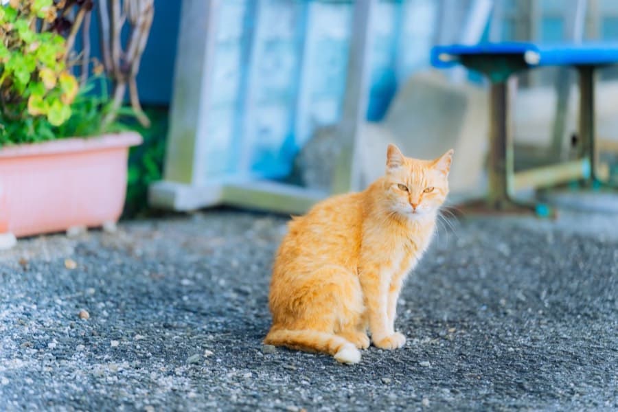 北条の街並み